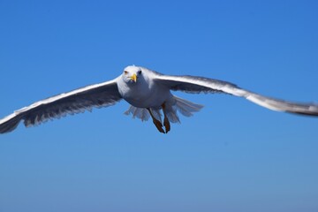 seagull in action