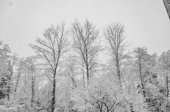 White tree covered with snow