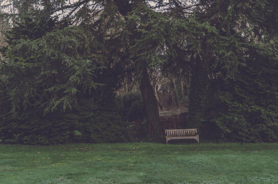 Bench by trees at a park