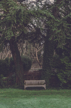 Bench by trees at a park