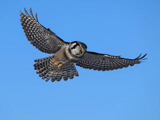 Northern Hawk Owl in Flight on Blue Sky