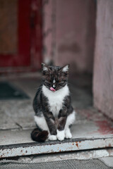 Bicolor cat licks his muzzle, sticking out his long pink tongue. Vertical background with a licking...