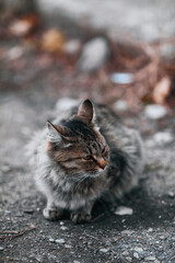 Cute fluffy cat sleepily looking sideways