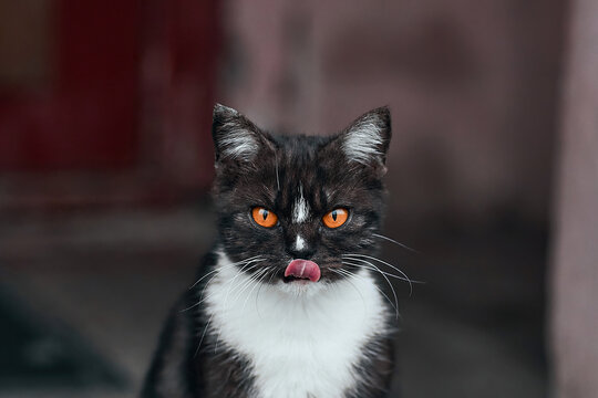 Bicolor cat with orange eyes licks and looks at the camera
