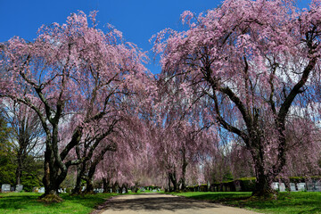 Obraz premium アメリカごく普通の郊外景色、北米田舎風景