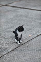 Little tuxedo cat sits on concrete slabs and meows loudly