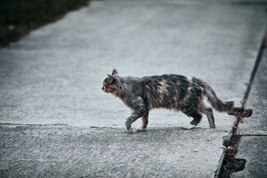 Fluffy cat walks outside in rainy weather. Horizontal background with cat and copy space