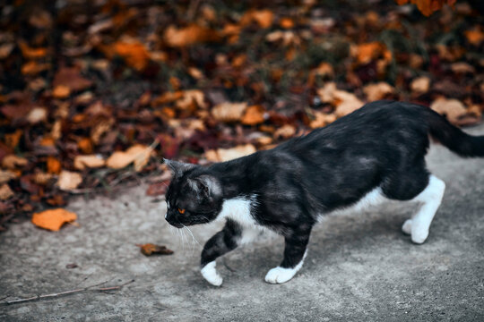 Photography of street animal in Russia, a beautiful cat walking in nature