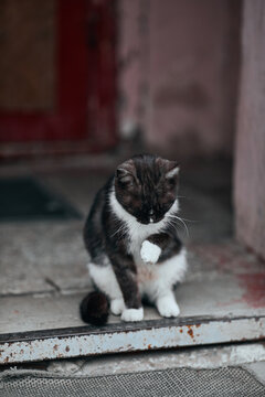 Domestic cat washing up on the doorstep