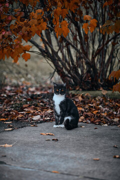 Funny tuxedo cat walking in an autumn park and warily looking at the camera. Vertical fall picture with a cat and copy space