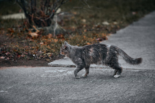 Dirty fluffy cat walks toward the park to hoot. Horizontal background with street animal and copy space
