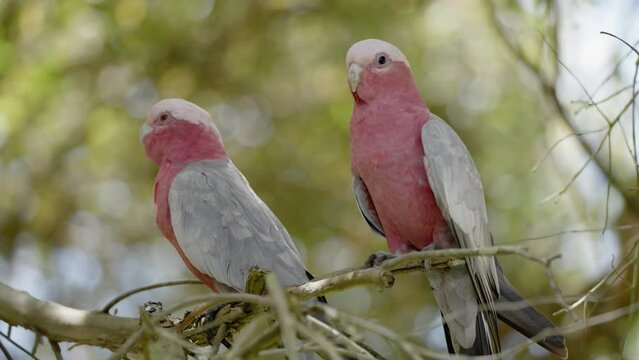 Galahs sitting in a tree birds of Australia with sound audio