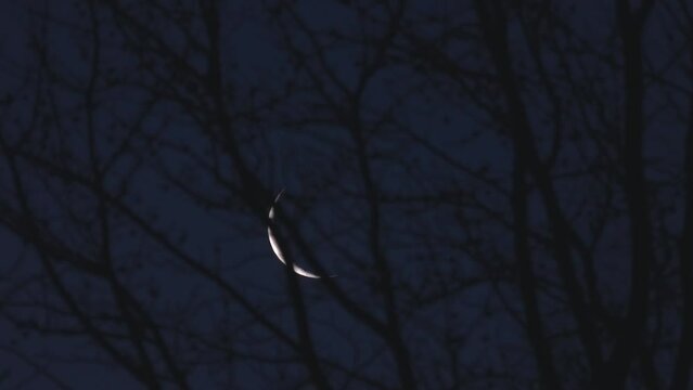 Tokyo,Japan - January 30, 2022: The rising waning crescent moon beyond leafless American Sweetgum trees at break of day
