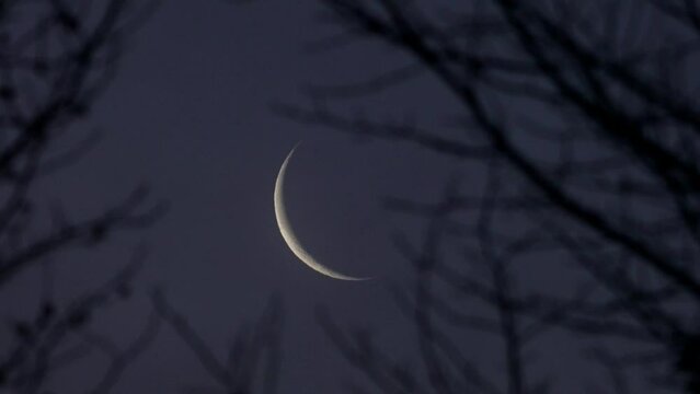 Tokyo,Japan - January 30, 2022: The rising waning crescent moon beyond leafless American Sweetgum trees at break of day
