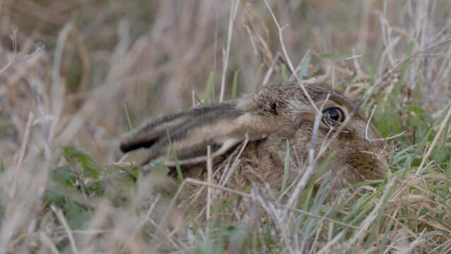 Brown Hare Feeding on Grass