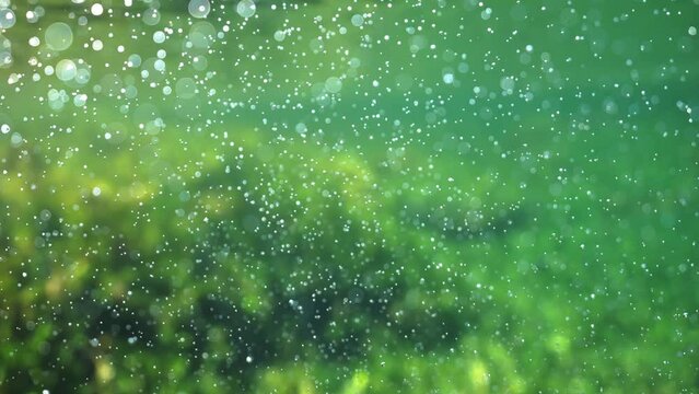 Seagrass photosynthesising underwater visual oxygen