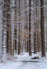 Fototapeta premium Wintery forest