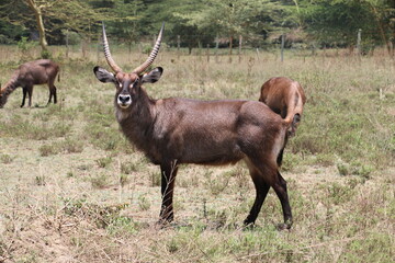 Naklejka na ściany i meble Maasai Mara Kenya Safari antelope