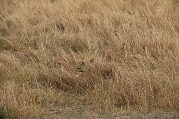 Maasai Mara Kenya Safari lioness