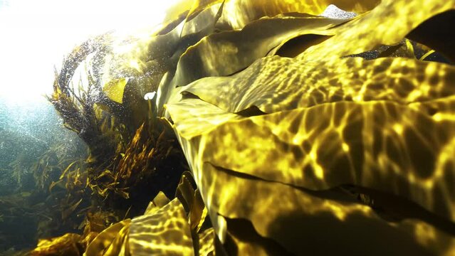 Kelp underwater seaweed in ocean
