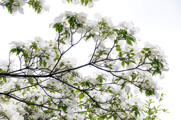 白い花の木　花模様