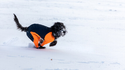 A black labradoodle dog in an orange protector cover is running in fresh white powder snow