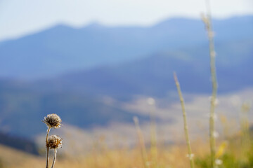 Une fleur vue de près 
