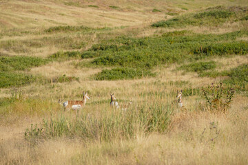 Naklejka premium Des animaux dans un champ sauvage