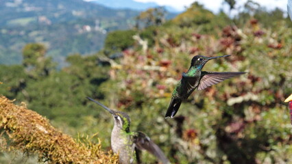Talamanca hummingbird (Eugenes spectabilis) in flight at Paraiso Quetzal outside of San Jose, Costa Rica