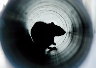 Brown rat in a water pipe