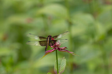Widow Skimmer, female