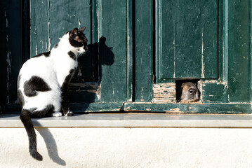 Cat watching dog by the door