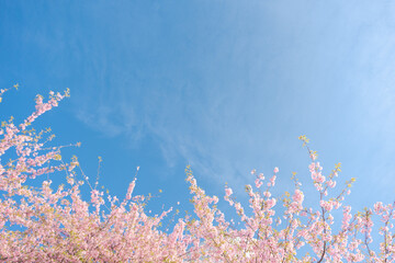 河津桜　青空