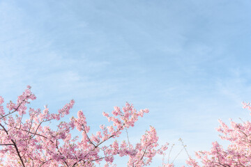 河津桜　青空