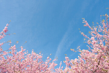 河津桜　青空