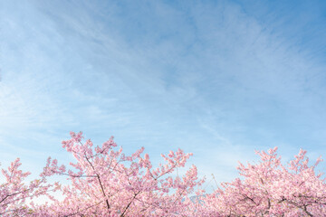 河津桜　青空