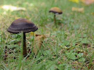 Wild mushrooms growing in the grass