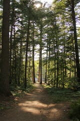 Fototapeta premium Sunlight through the forest trees