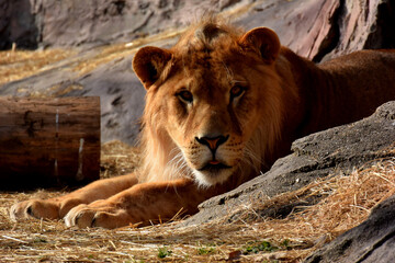 どこにでもある日本の一般的な風景画像、自然イメージで。