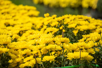 Royalty high quality free stock image. Farmers are taking care of baskets of marigolds and chrysanthemums in the spring garden