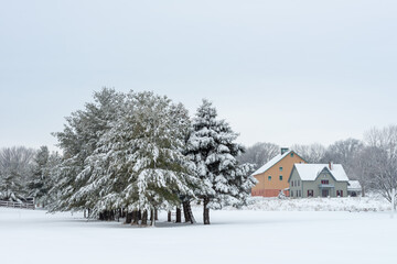 Christmas Trees in the Winter in the Living HistoryFarm in Des Moines Iowa Midwest 