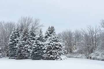 Christmas Trees in the Winter in the Living HistoryFarm in Des Moines Iowa Midwest 