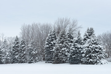 Christmas Trees in the Winter in the Living HistoryFarm in Des Moines Iowa Midwest 