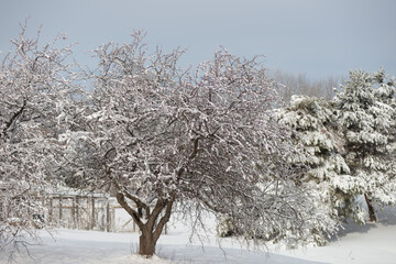 Winter Trees in Living History Farm in Urbandale Des Moines Iowa Midwest