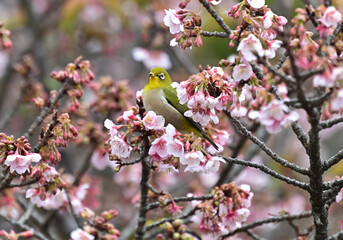 四国香川県丸亀市の寒桜（かんざくら）とメジロ