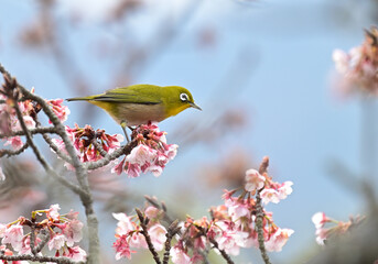 四国香川県丸亀市の寒桜（かんざくら）とメジロ