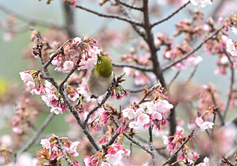 四国香川県丸亀市の寒桜（かんざくら）とメジロ