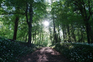 Obraz premium Scenic View of a Dirt Track Path in a Forest with Sunlight Shinning through Lush Green Leaves 