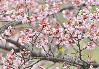 四国香川県丸亀市の寒桜（かんざくら）とメジロ