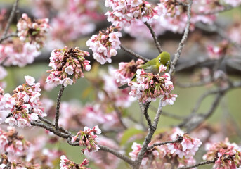 四国香川県丸亀市の寒桜（かんざくら）とメジロ